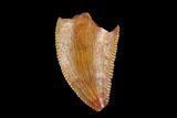 Serrated, Raptor Tooth - Real Dinosaur Tooth #115972-1